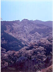 吉野山の桜