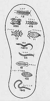 土壌動物の数