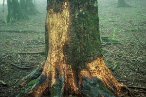 シカに樹皮をかじられたウラジロモミ(堂平)